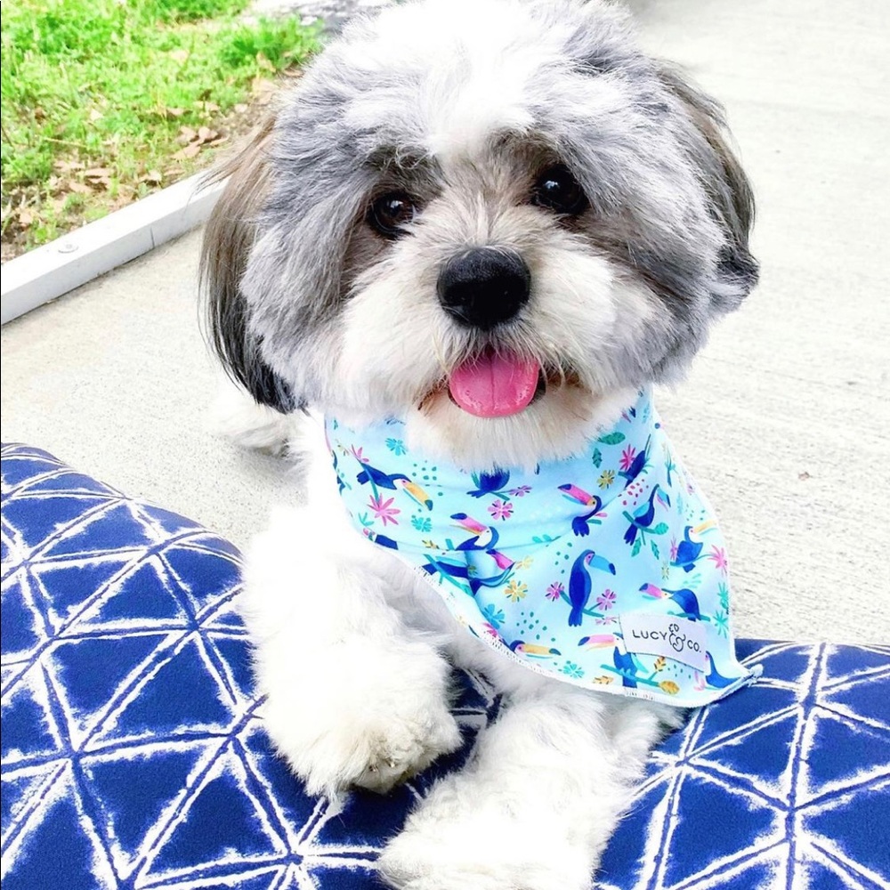 Lucy and Co. Toucan Dog Bandana 🐦